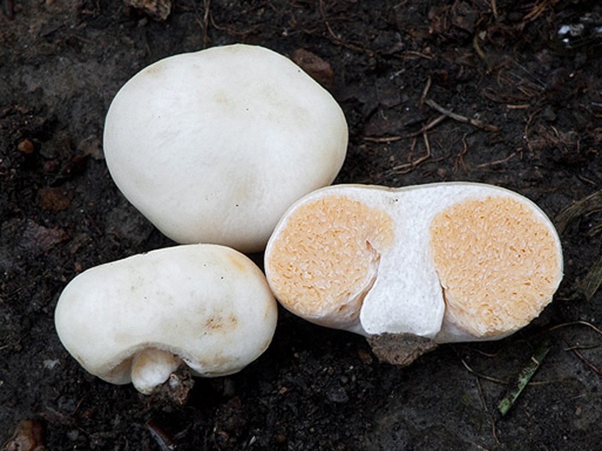 Шляпочные грибы трюфели