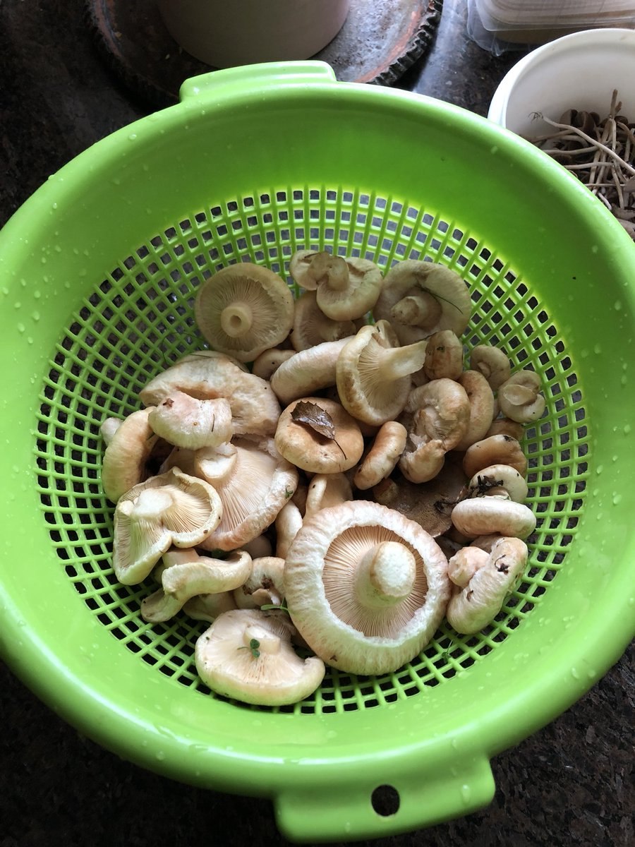 Если грибы сварились с батарейкой