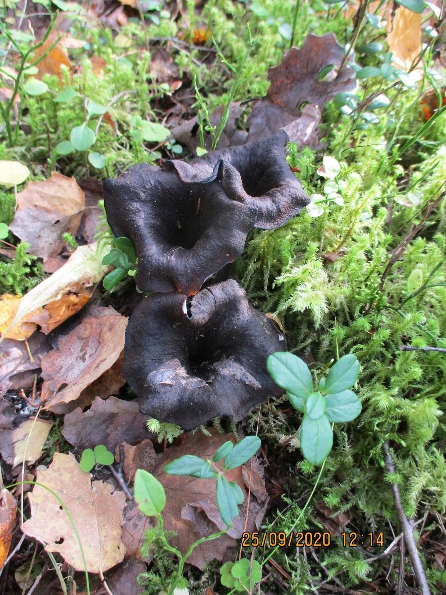 Лисичка желтая (Cantharellus cibarius)