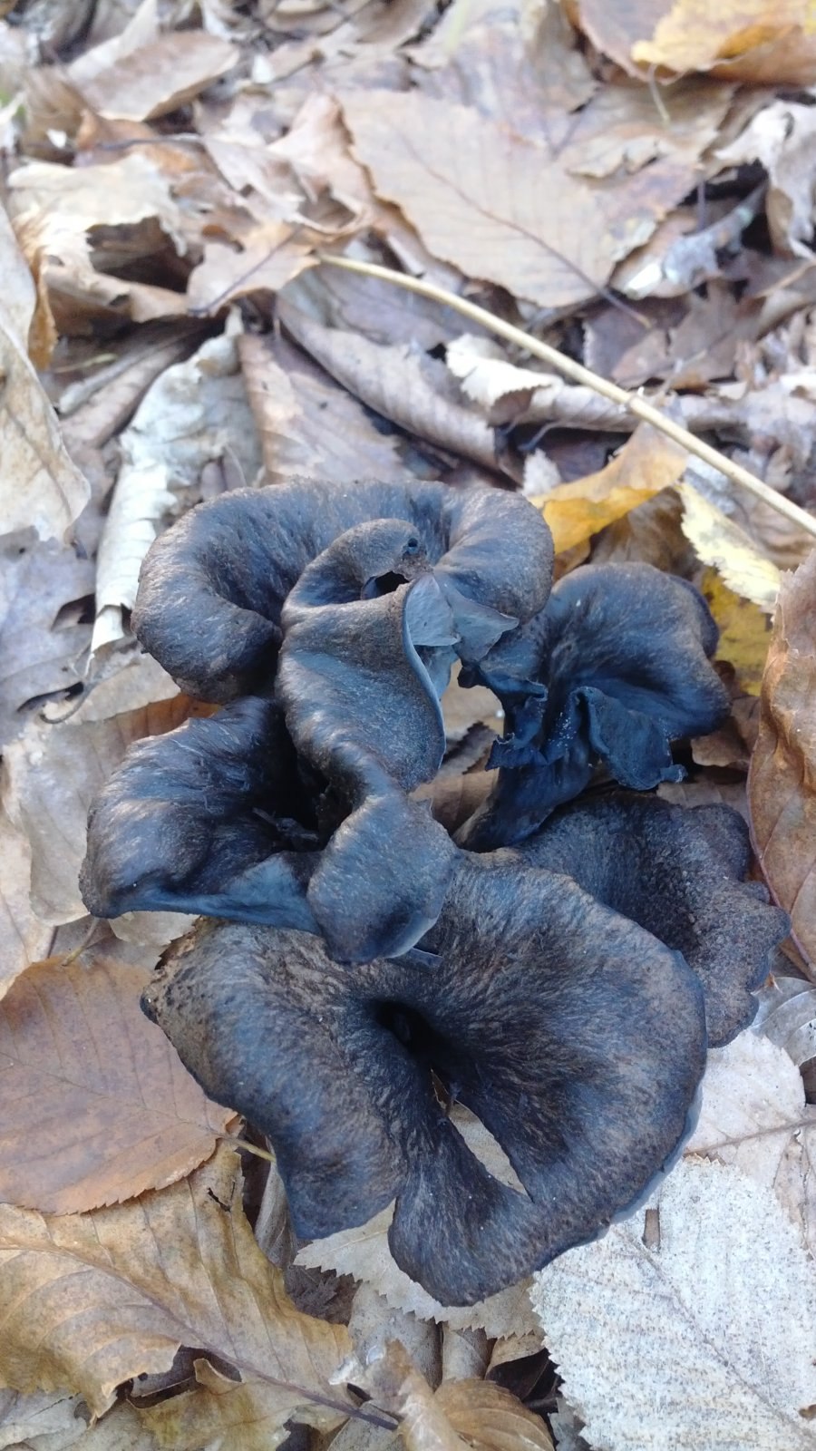 Грибы лисички