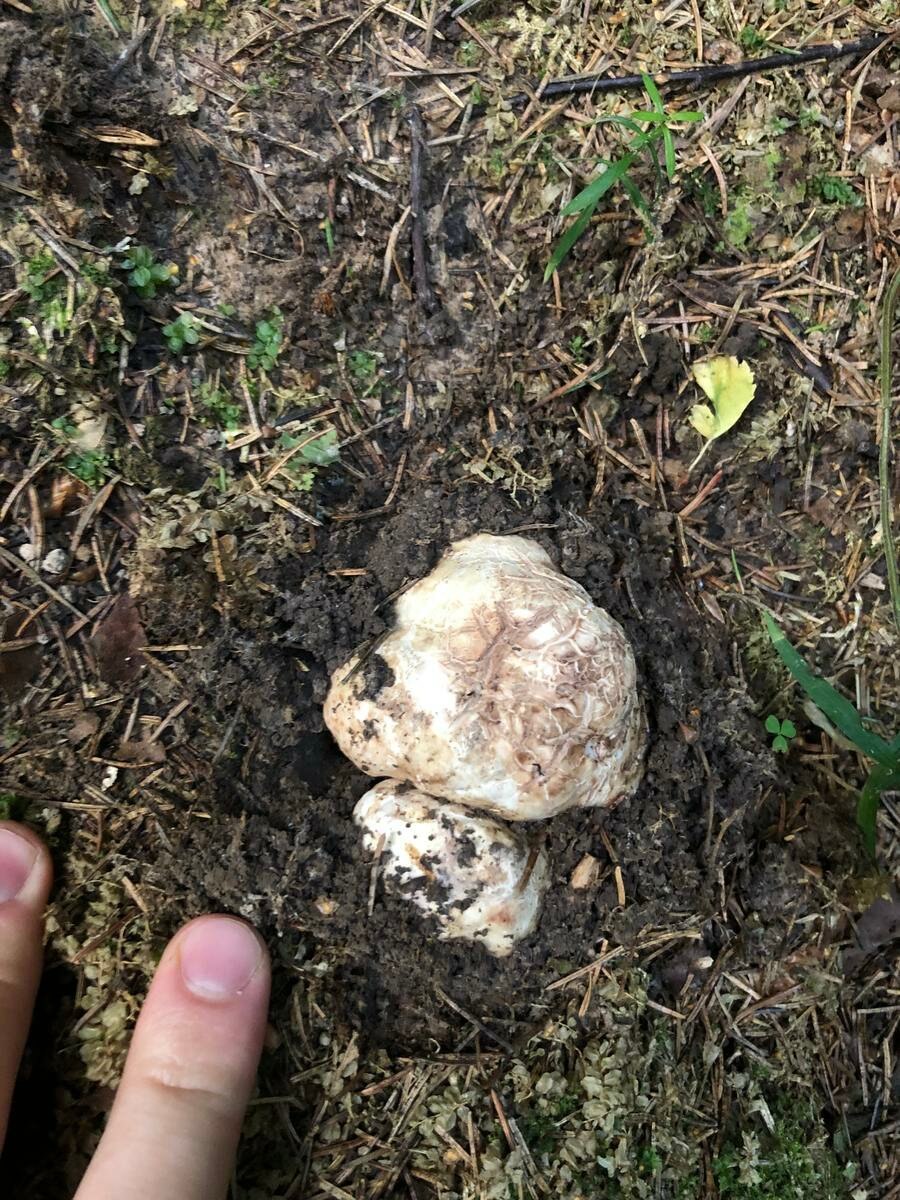 Трюфель Лесной