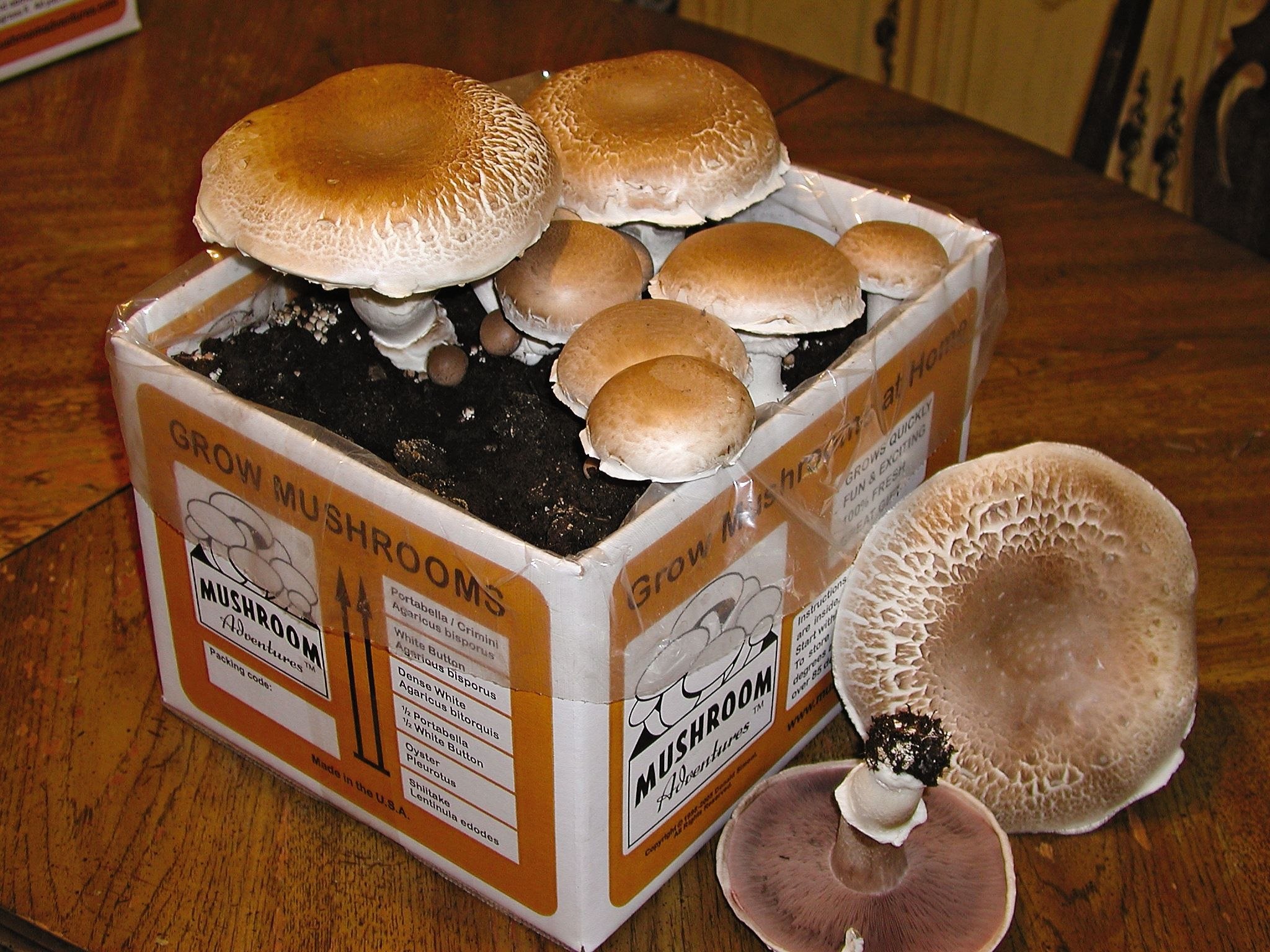 Грибы для выращивания в домашних условиях купить. Домашняя грибница белых грибов. Мицелий белых грибов. Грибы кримини. Коробочка у грибов.
