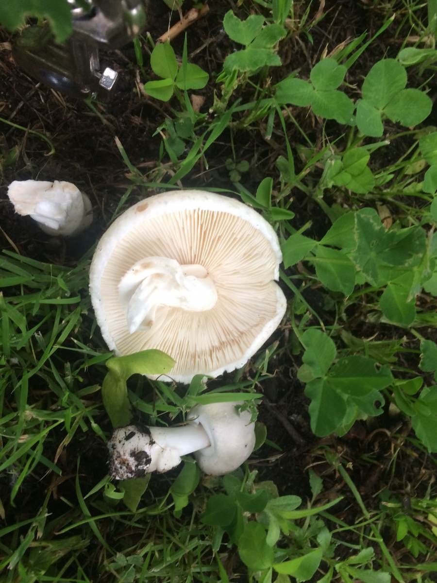 Шампиньоны с белыми пластинками