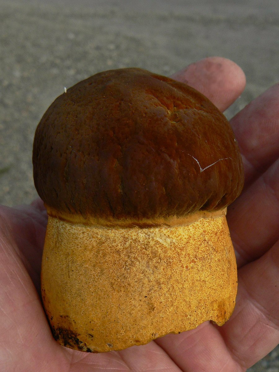 Подосиновик черночешуйчатый