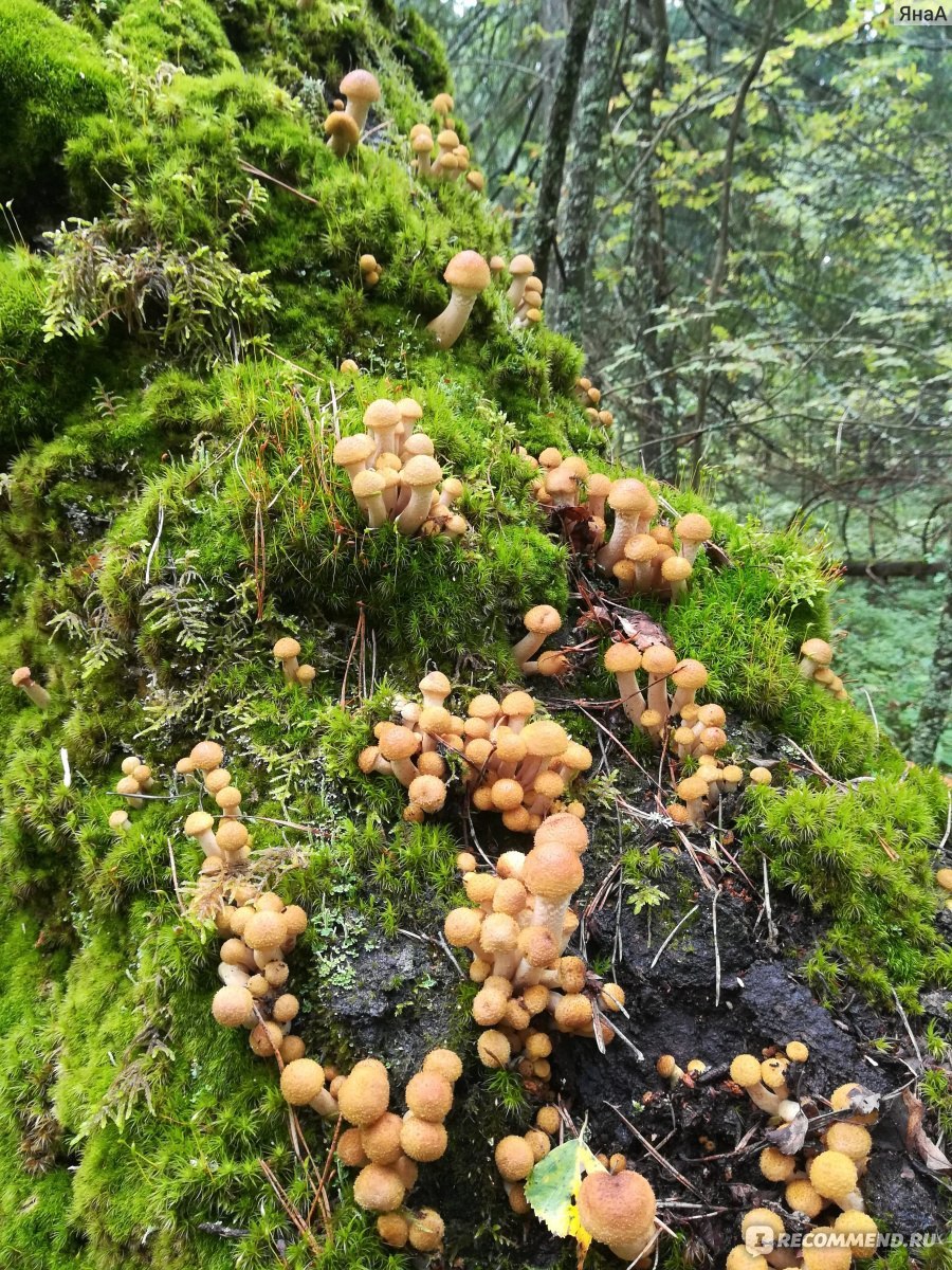 Опята хвойные