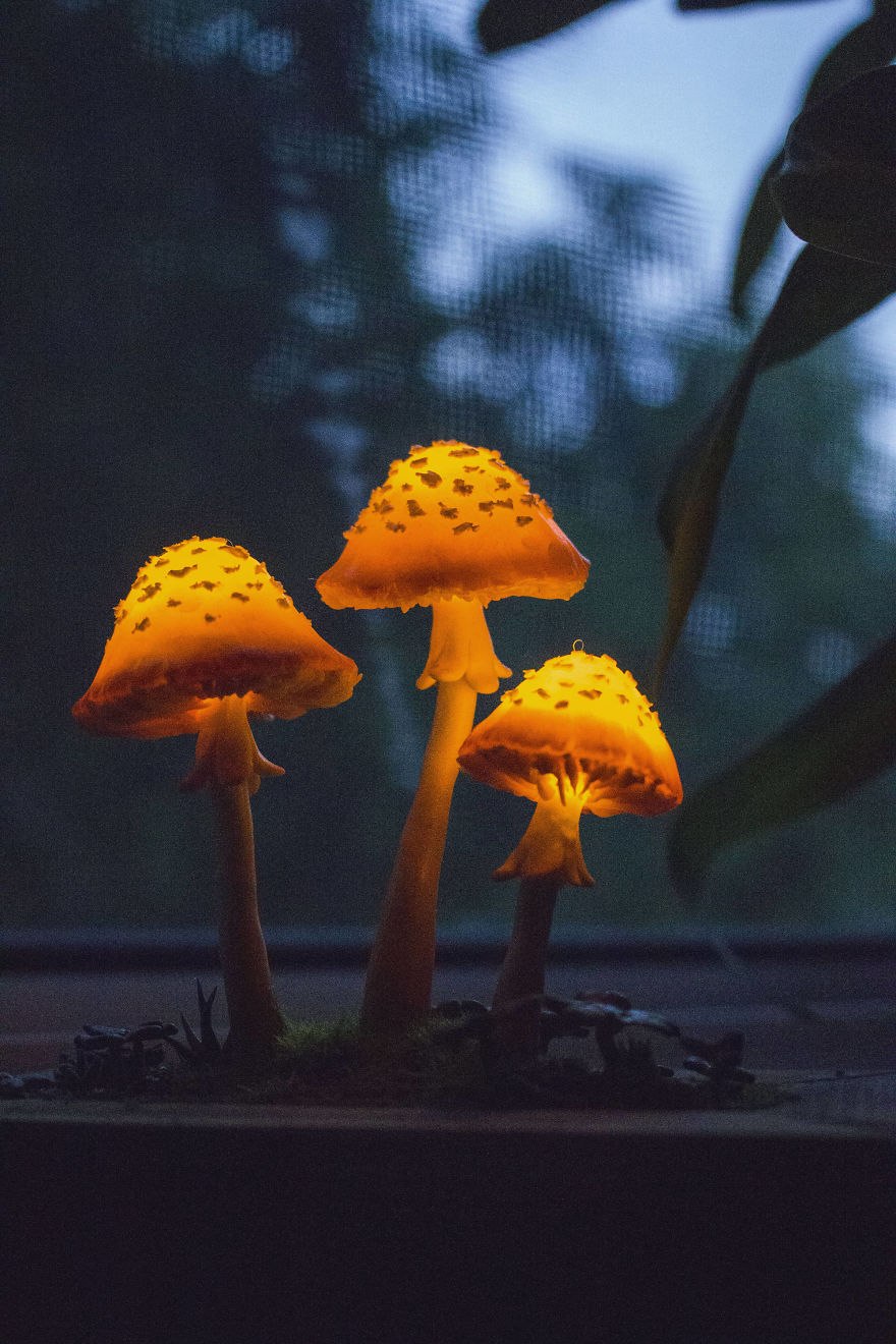 Mycena LUXAETERNA