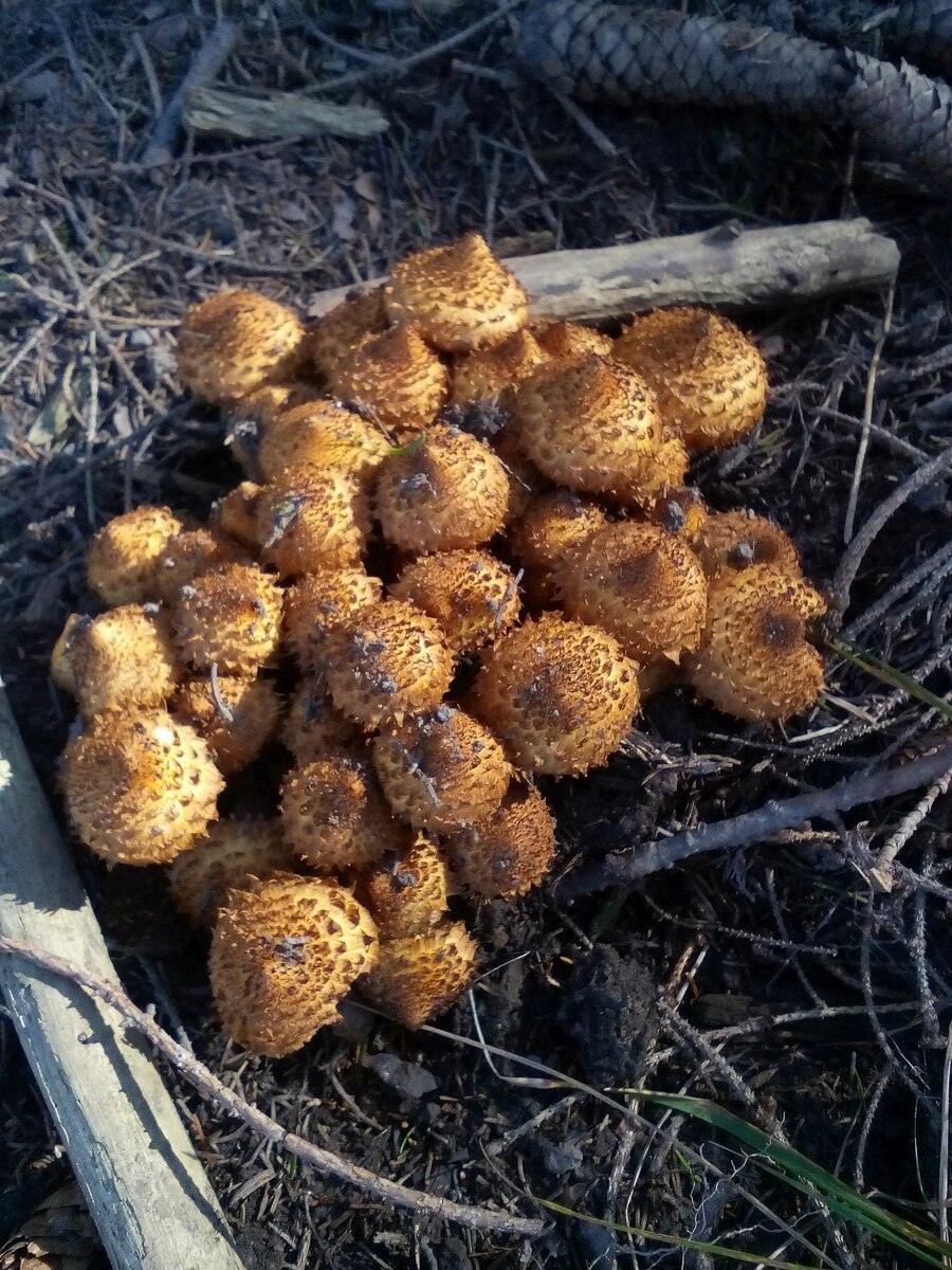 Гриб чешуйчатка