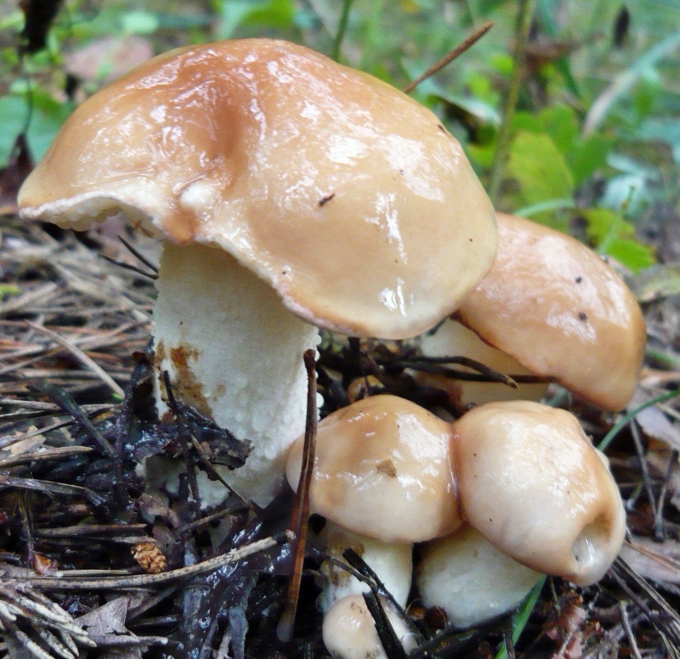 Скользкие грибы съедобные