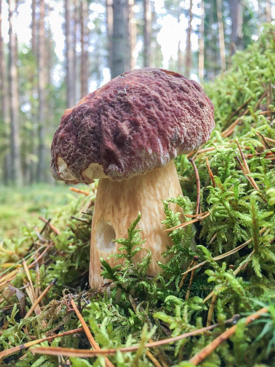 Канадский Боровик гриб