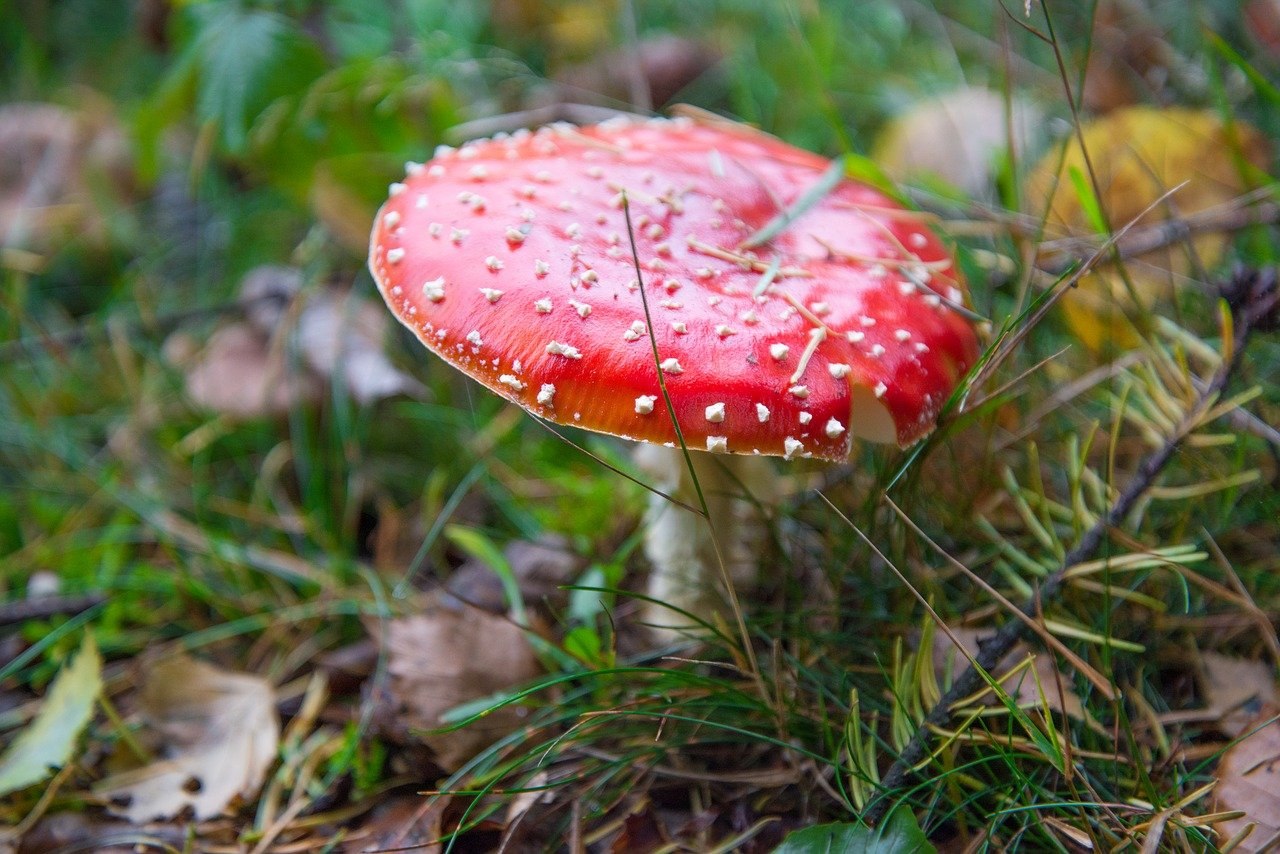 Красный гриб с красными пятнами