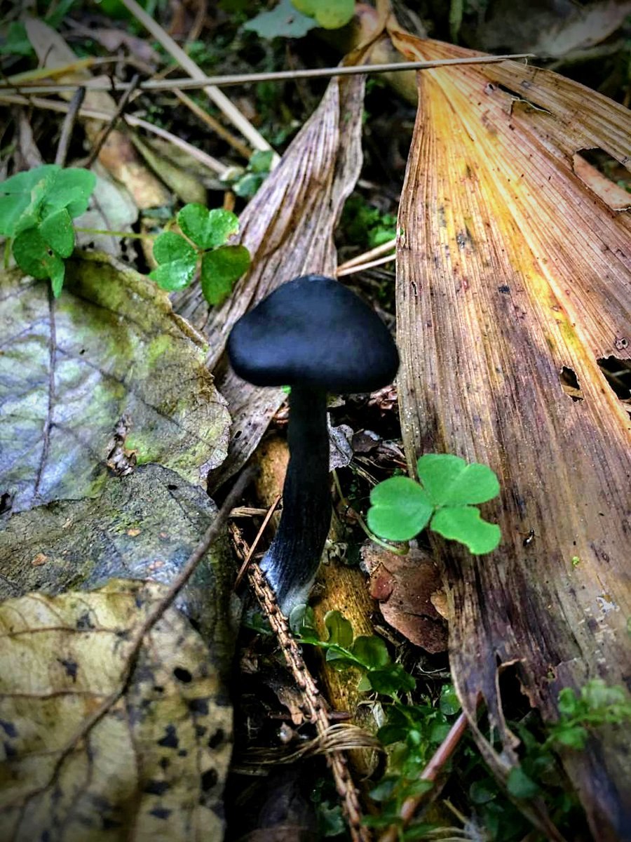 Вороночник рожковидный