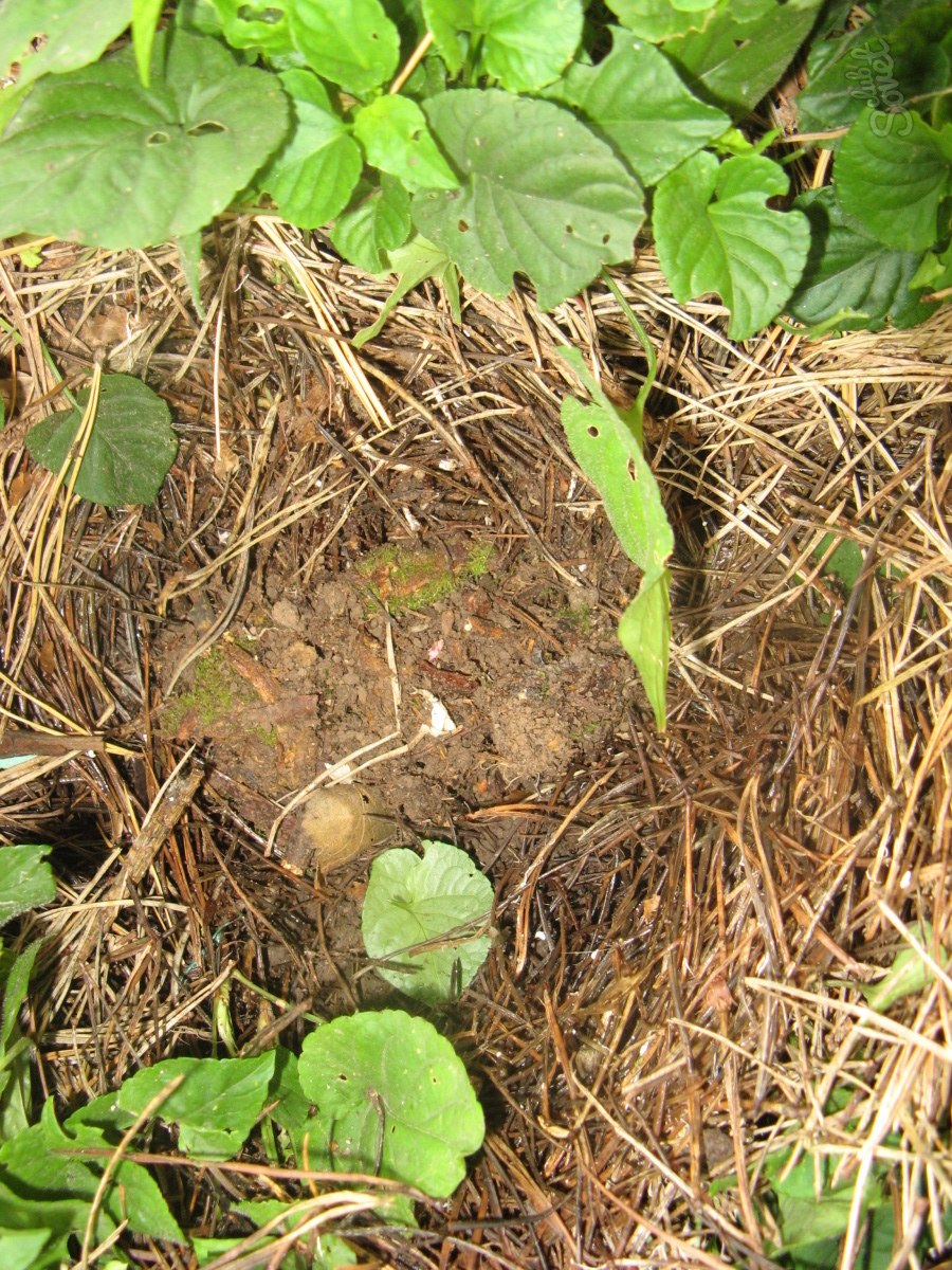 Грибы на участке