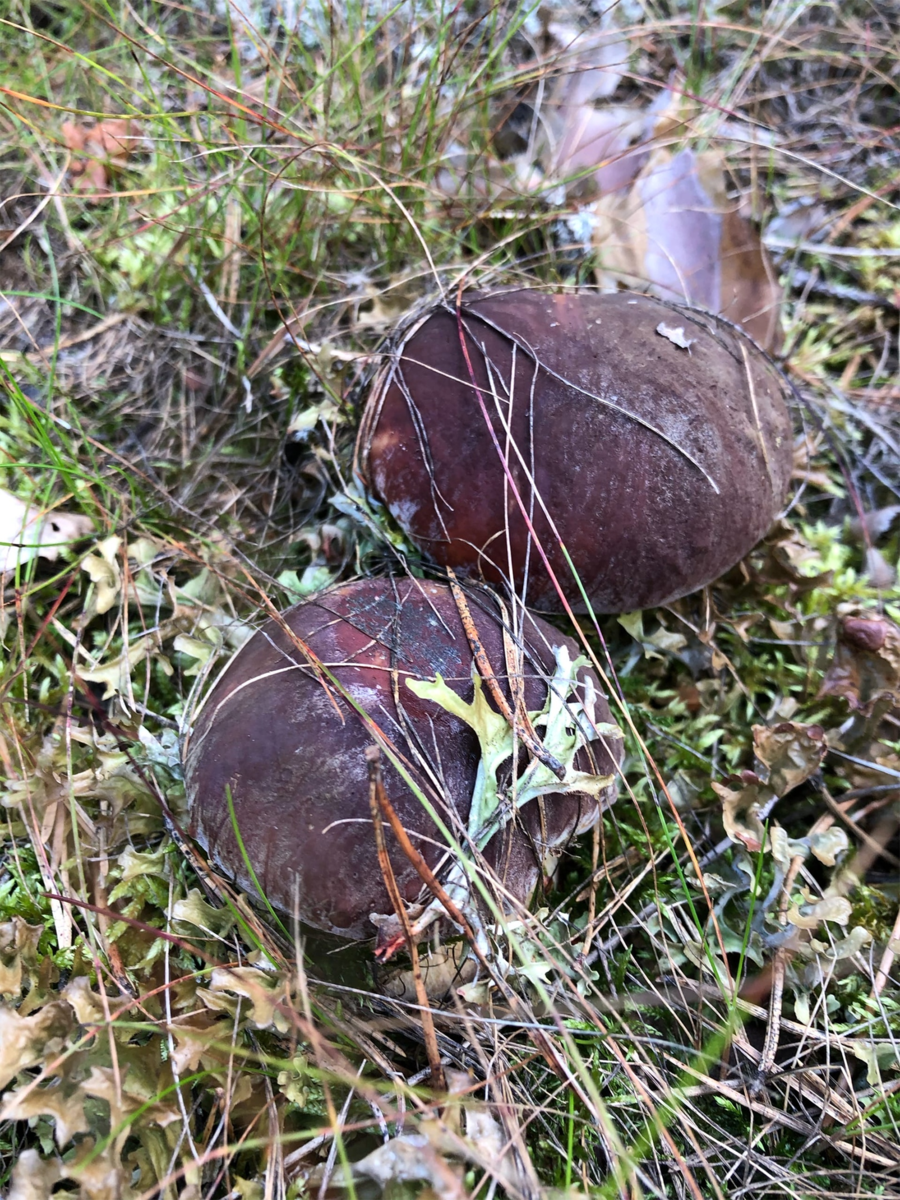 Съедобные грибы красные под Березники