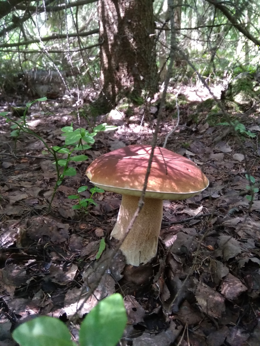 Звездовик сводчатый Geastrum fornicatum