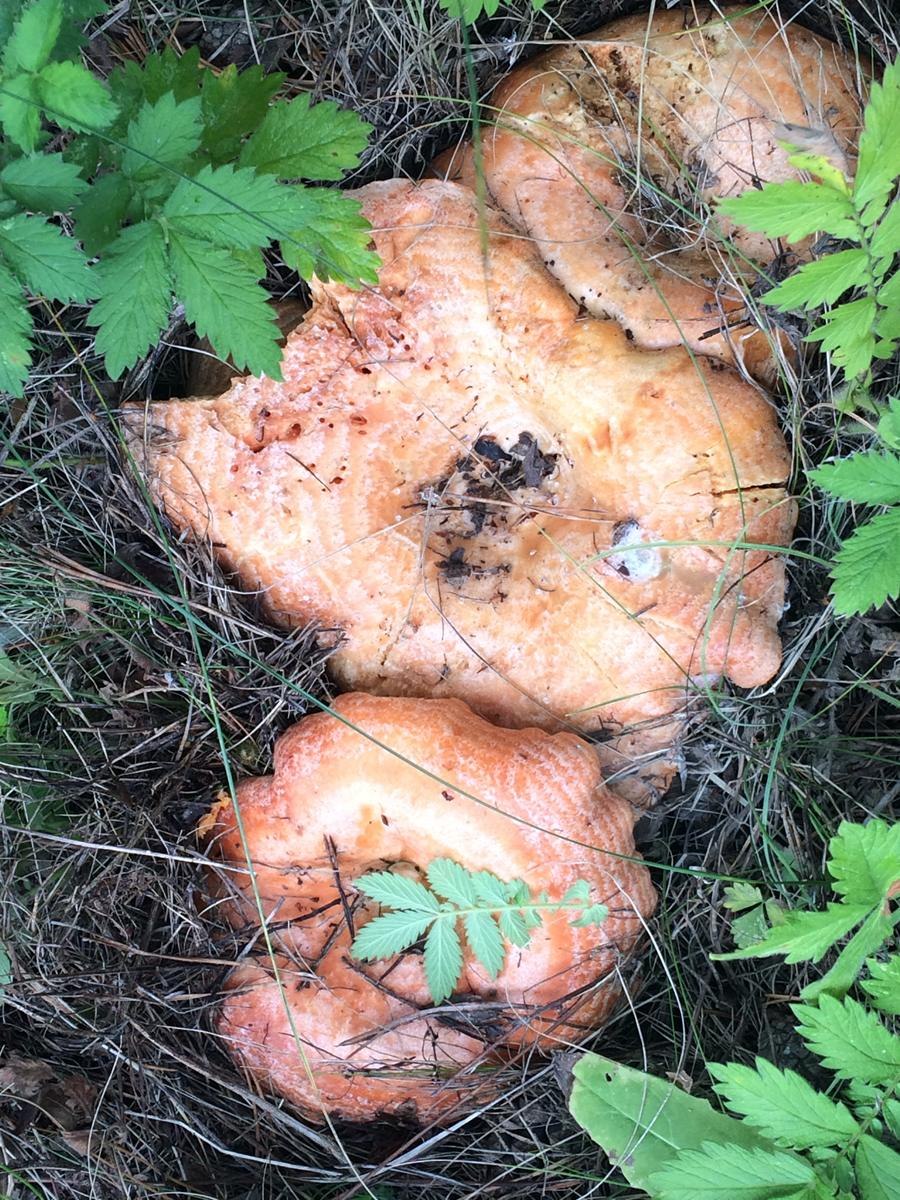 Бибиха грибы