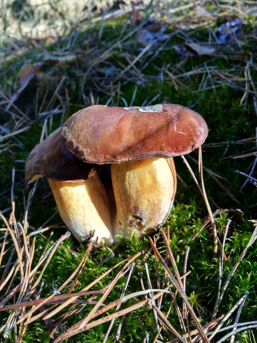 Грузди и маслята