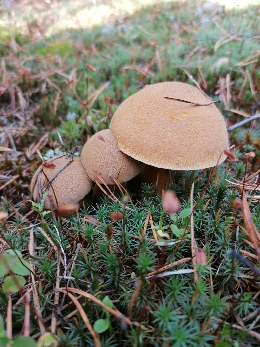 Масленок Козляк моховик