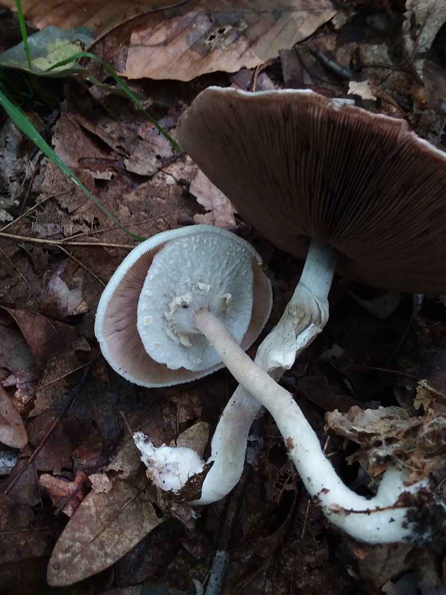 Астраханские шампиньоны