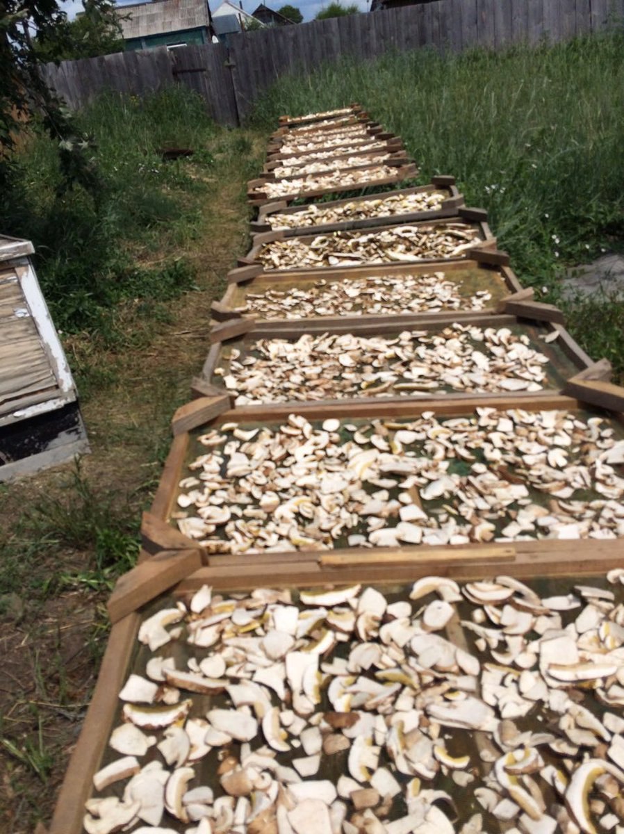 Сколько стоит килограмм сморчков. Белые грибы сушеные. Белый гриб. Сухие белые грибы. Белые грибы на рынке.