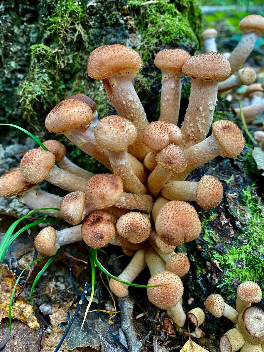 Опята в белой плесени (59 фото)