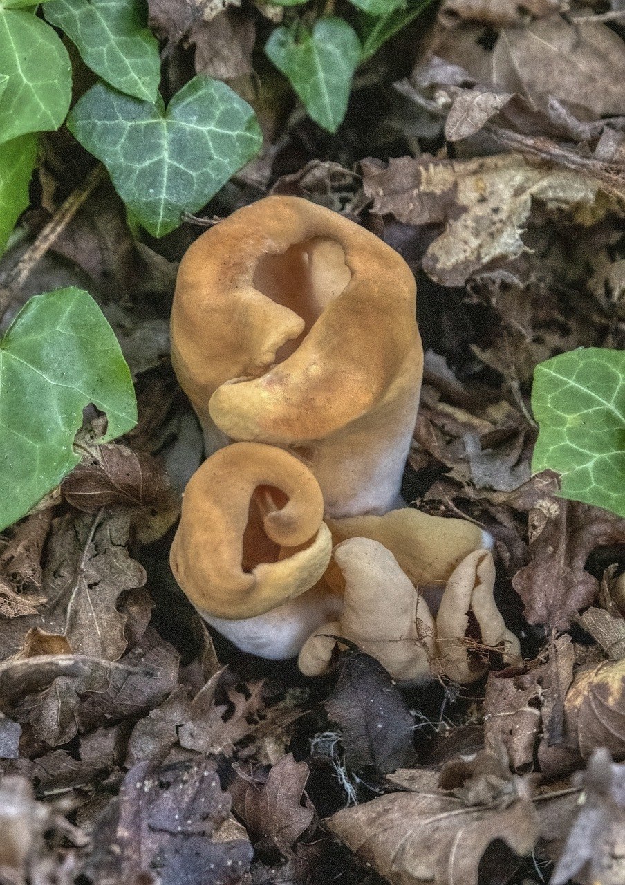 Путники грибы фото