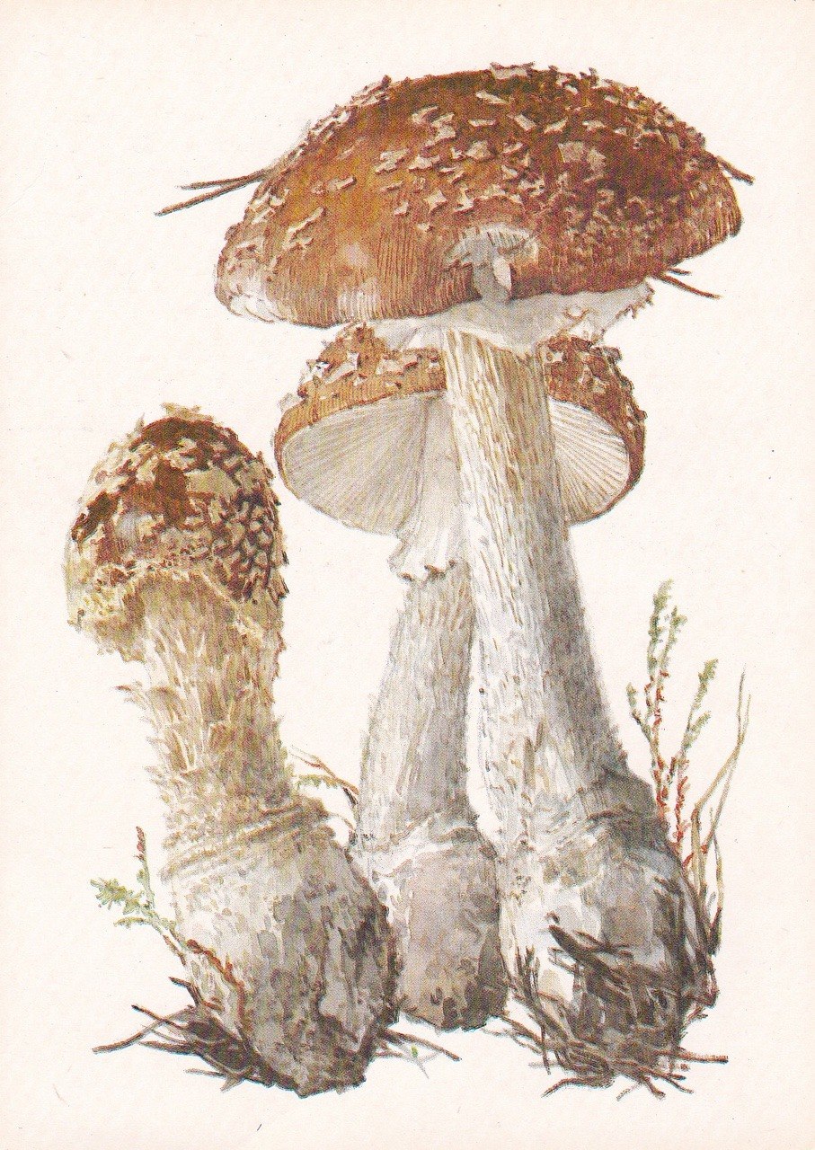 Аманита Мускария