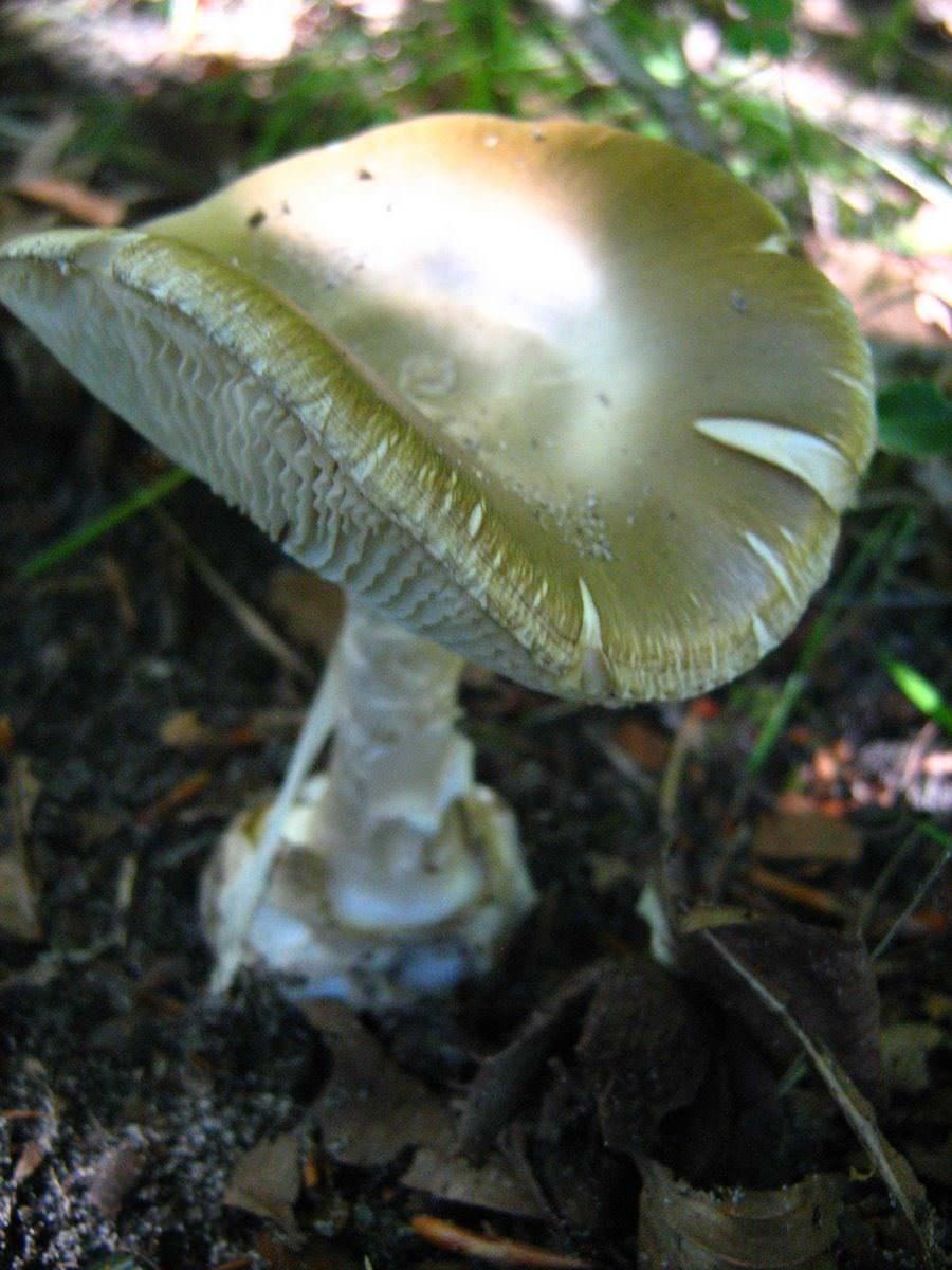 Поганка пластинчатая. Бледная поганка гриб. Amanita phalloides гриб. Поганка обыкновенная. Лесные поганки.