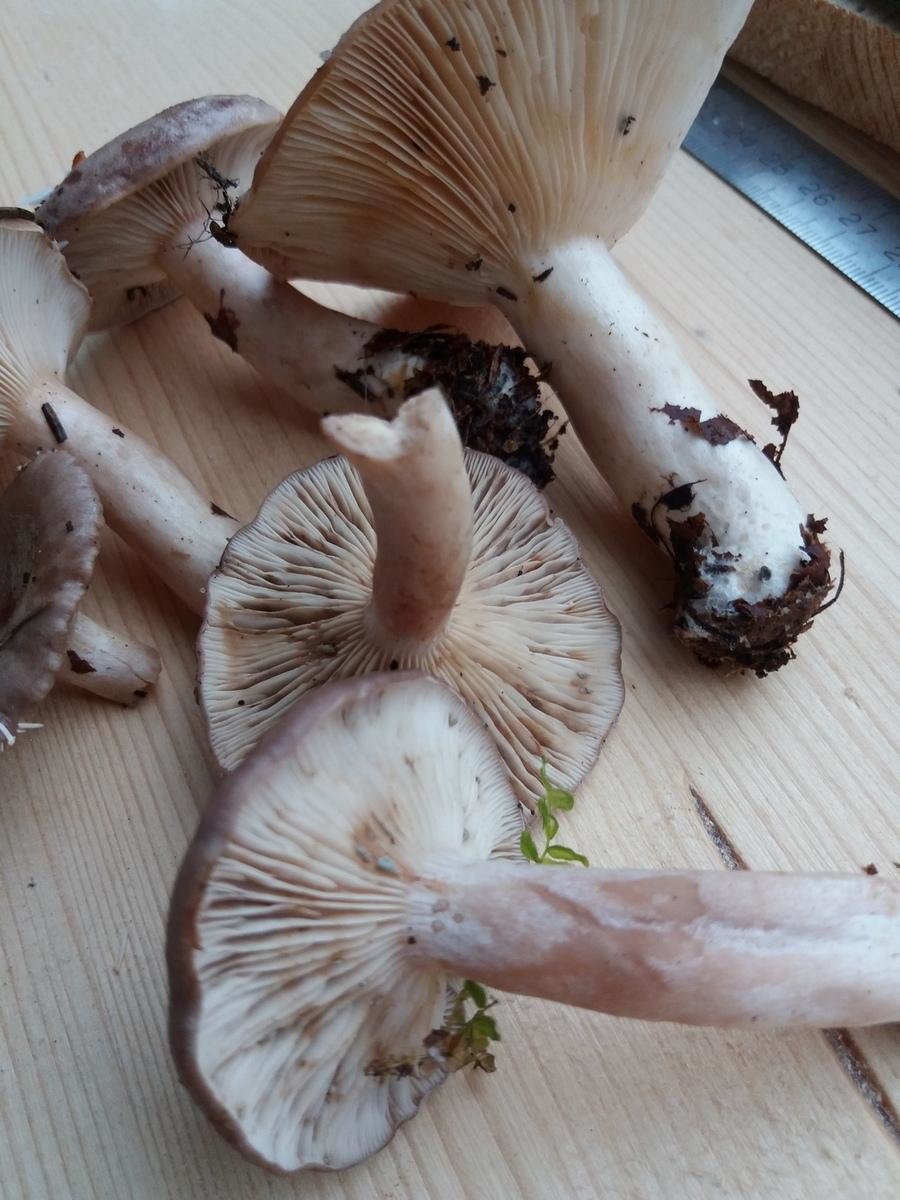 Млечник блеклый грибы