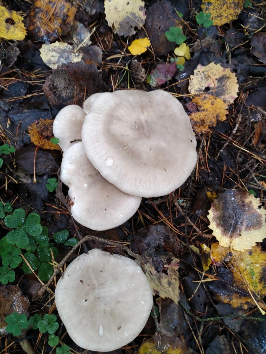 Рядовка серебристая Tricholoma scalpturatum