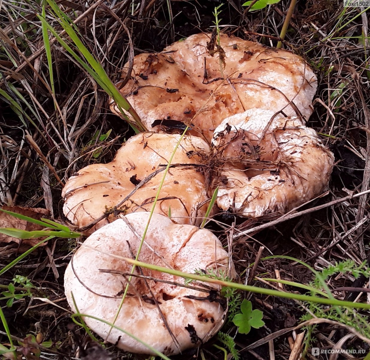 Грибы в березовой роще