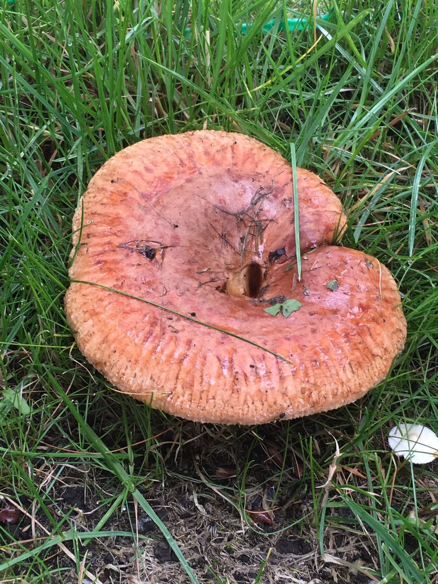 Груздь жёлтый Lactarius scrobiculatus