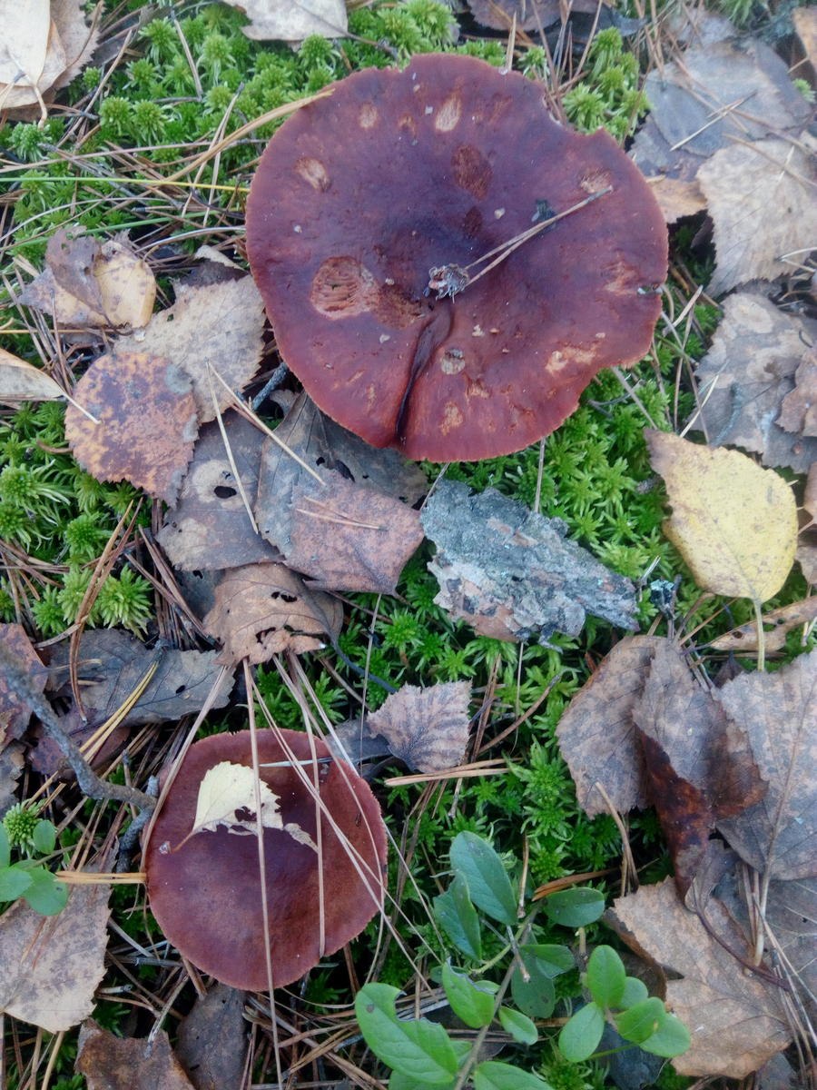 Груздь горькушка (64 фото)