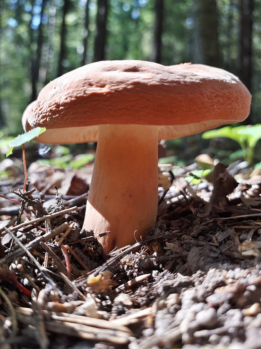 Подмолочник молочай