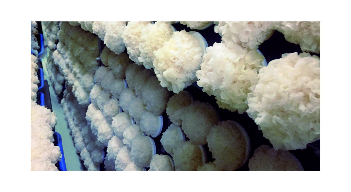Где купить морской гриб геншин