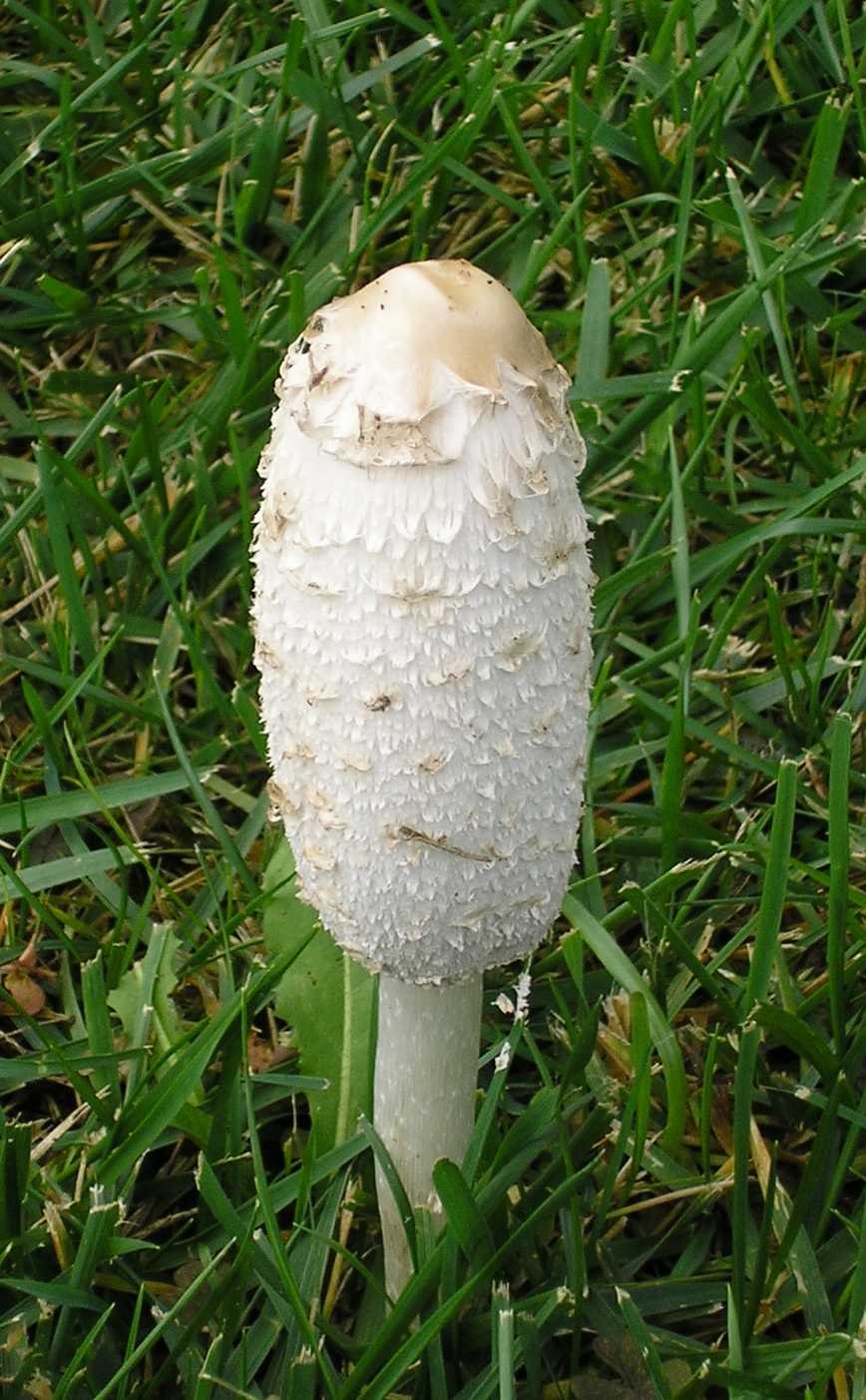 Навозник белый (лат. Coprinus comatus)