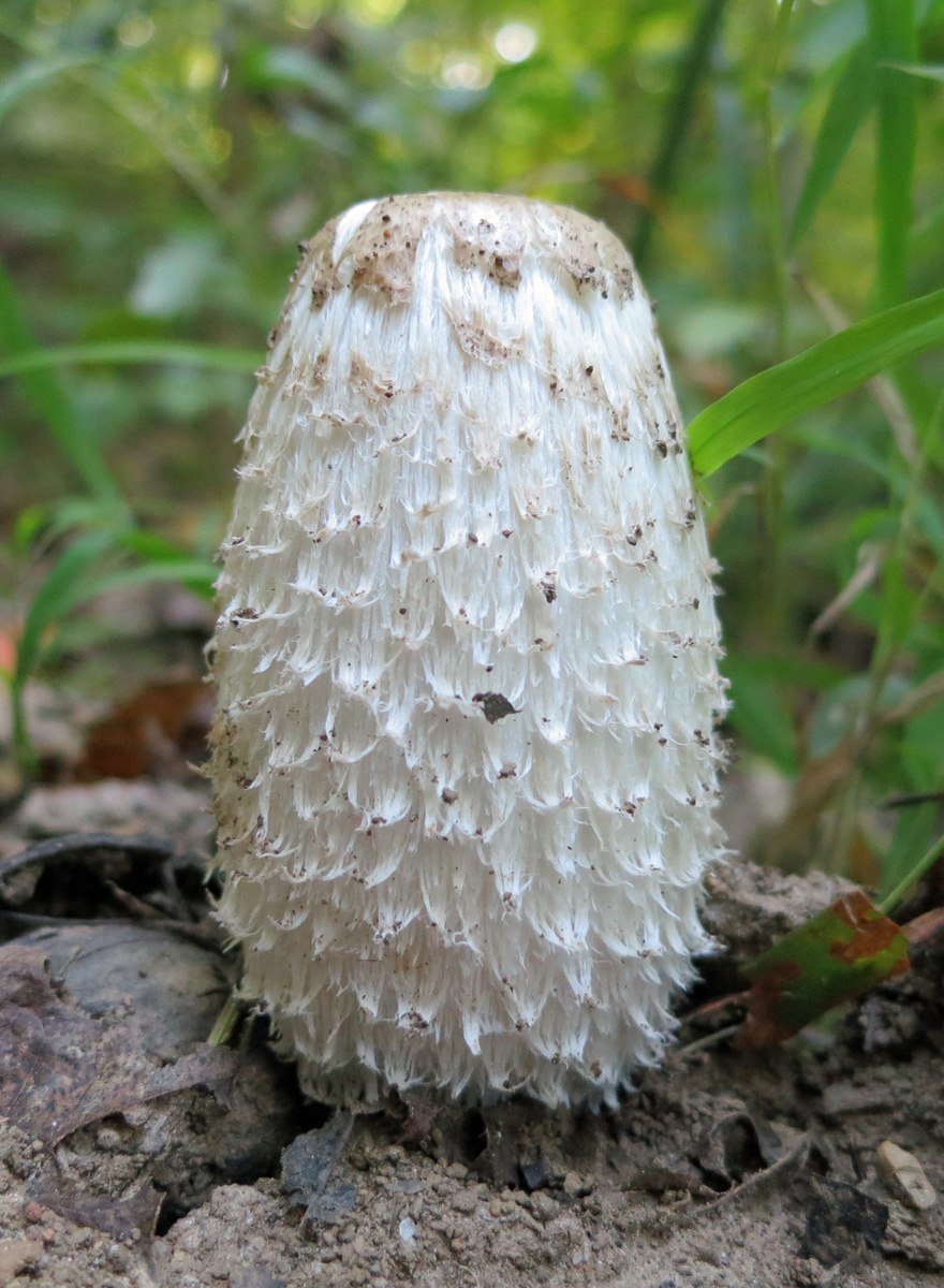 Грибы с белыми шапками и точками
