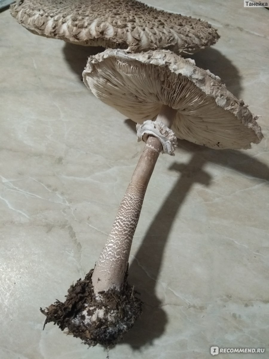 Грибы со вкусом рыбы