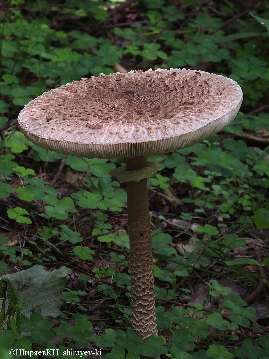 Зонтик пёстрый Macrolepiota procera