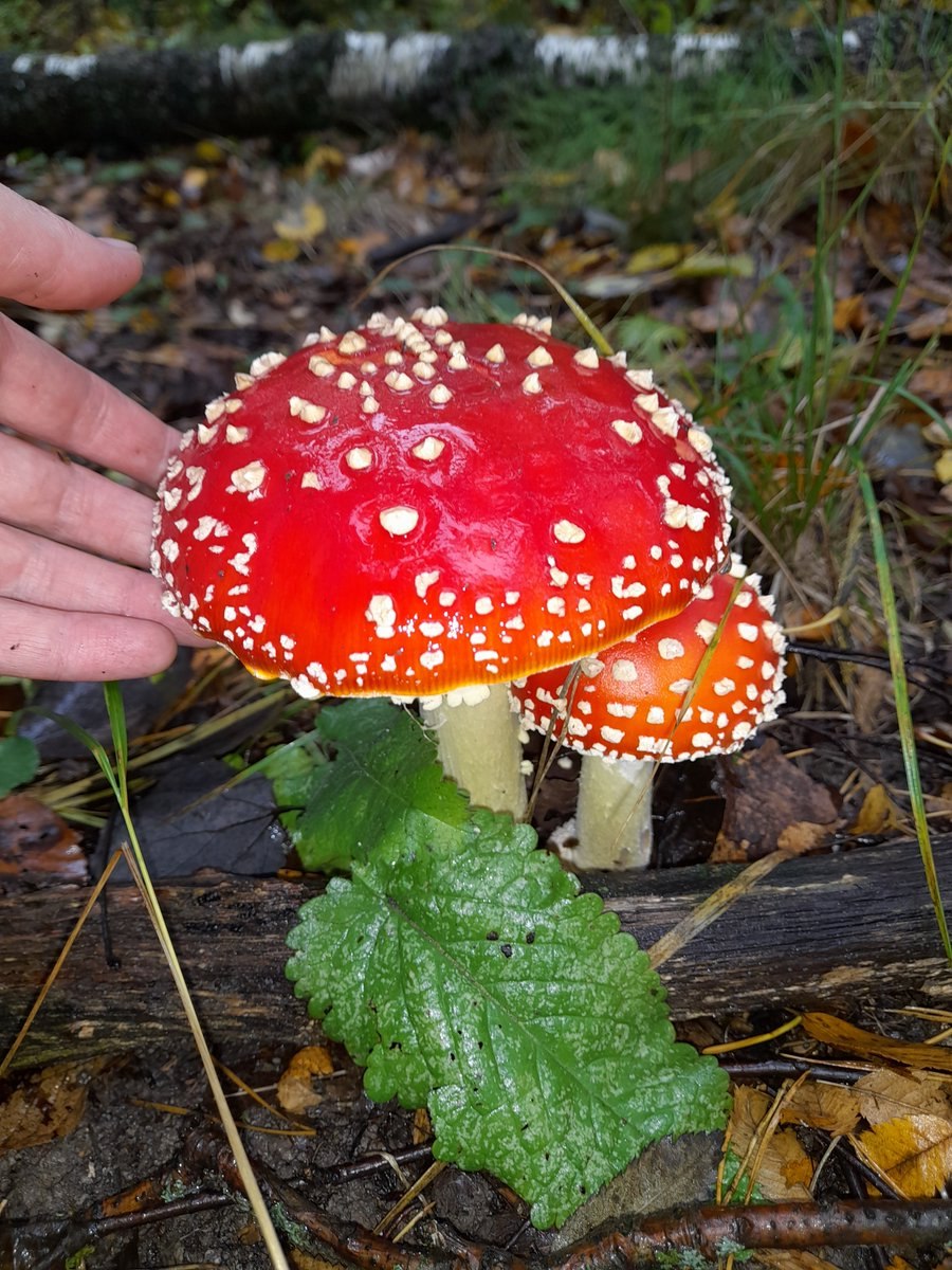Blusher Amanita rubescens