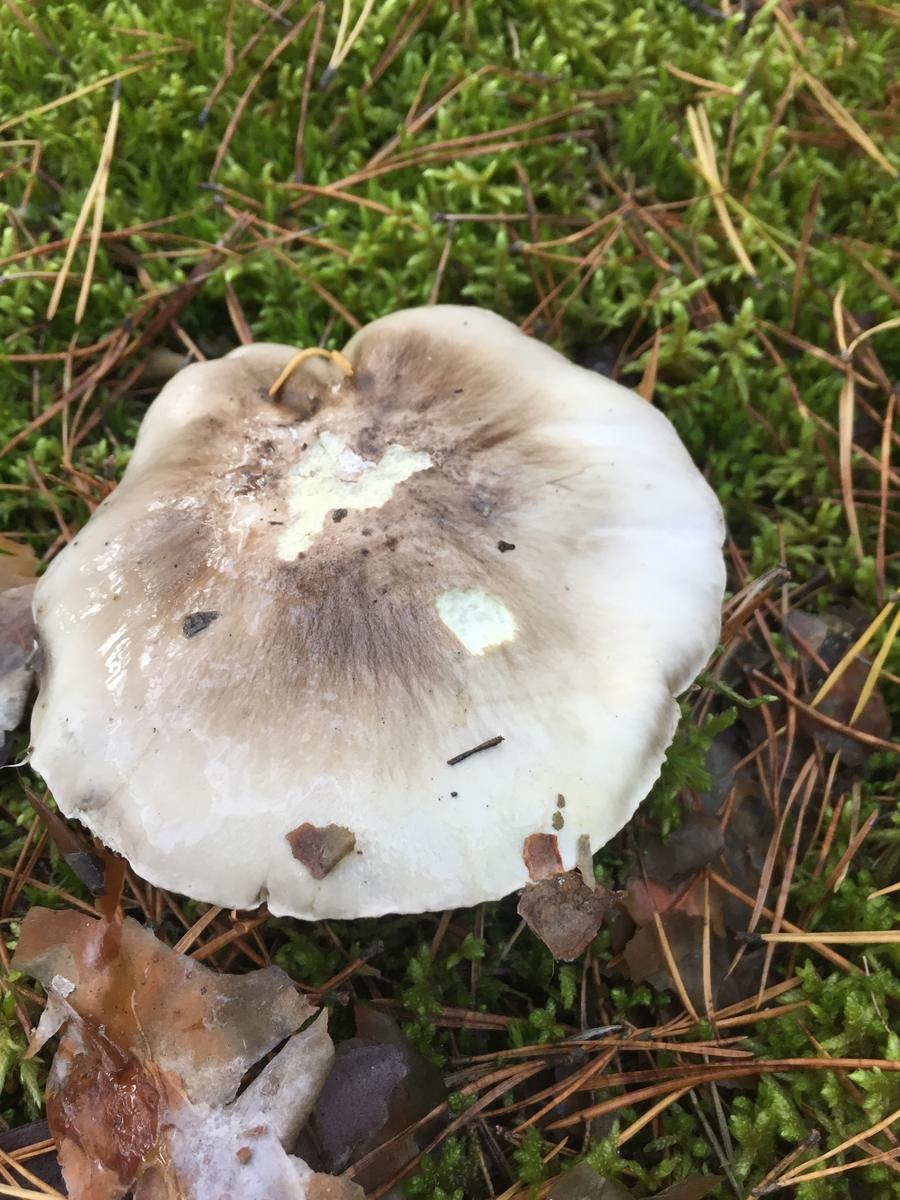 Серушки и зеленушки