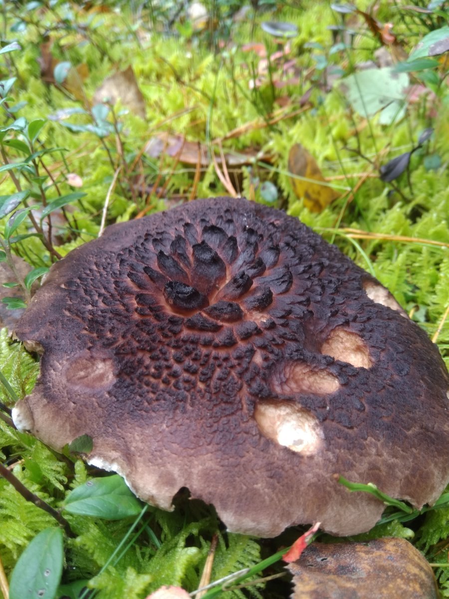 Ежовик пестрый Sarcodon imbricatus