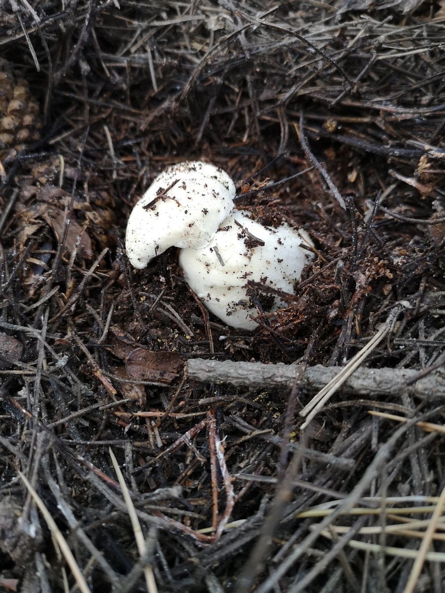 Маленькие грибы белого цвета