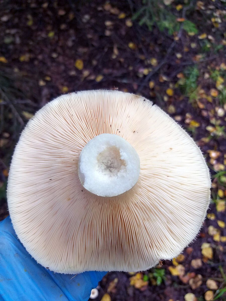 Млечный груздь