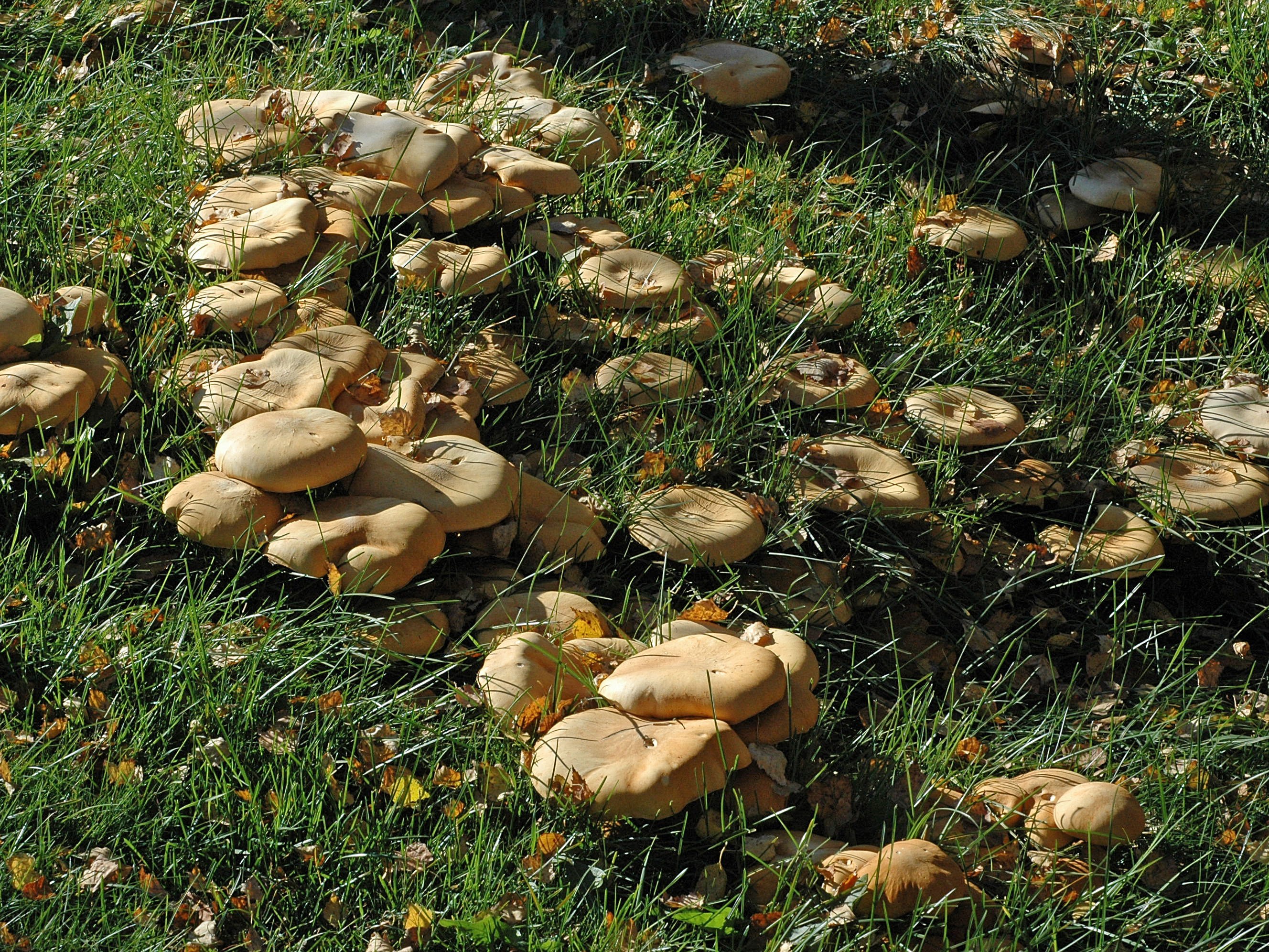 Травяники грибы