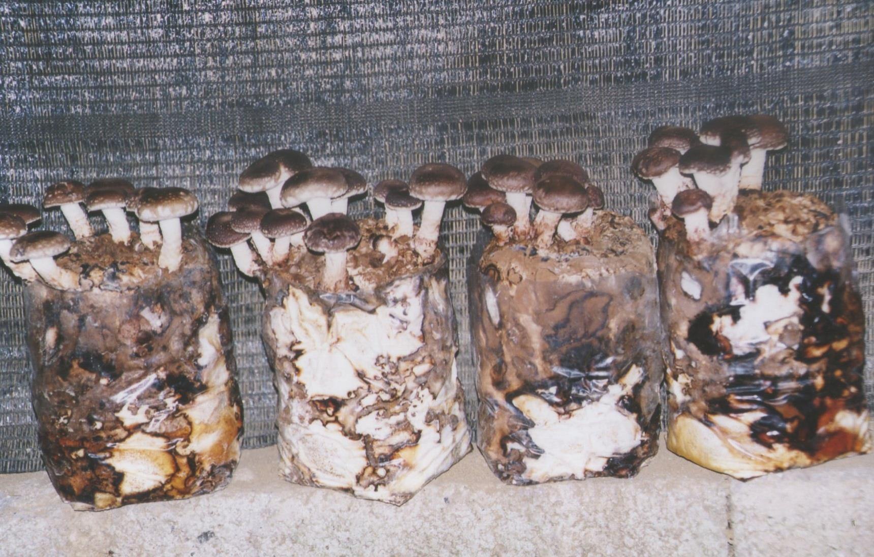 Мицелий грибов в домашних условиях. Мицелий шиитаке. Мицелий белых грибов. Вешенки шиитаке. Шиитаке грибы мицелий.