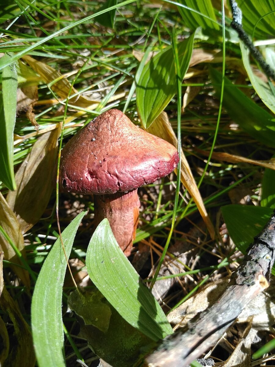 Подосиновик красный