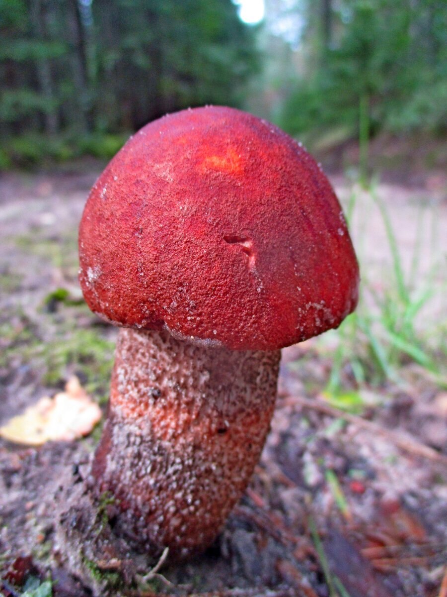 Розовый подосиновик