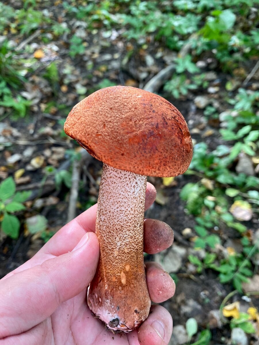 Красноголовик подберезовик