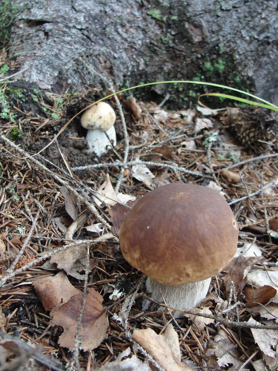 Грибы под елками съедобные