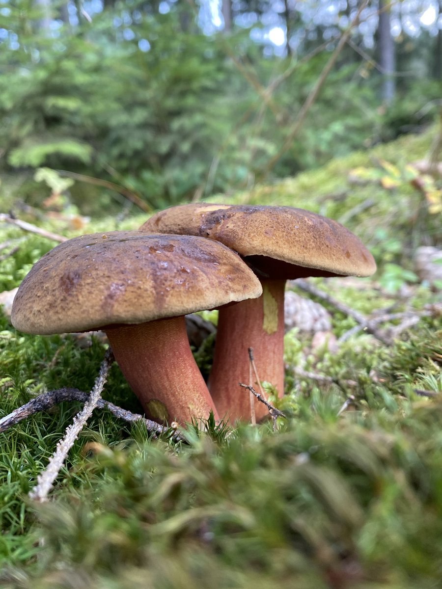 Паутинник фиолетовый (Cortinarius violaceus)